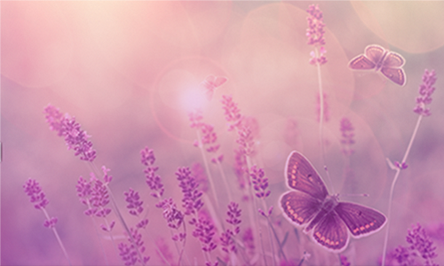 Transform Your Life Through Love